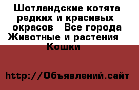 Шотландские котята редких и красивых  окрасов - Все города Животные и растения » Кошки   